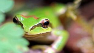 3 Frog Species That Depend on the Very Unique Habitat of Vernal Pools