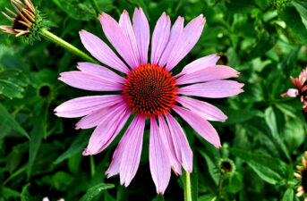 All the Benefits of Echinacea: A Popular Natural Remedy