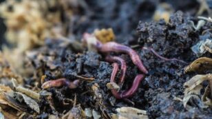 The Role of the Worm in Recycling Wastewater