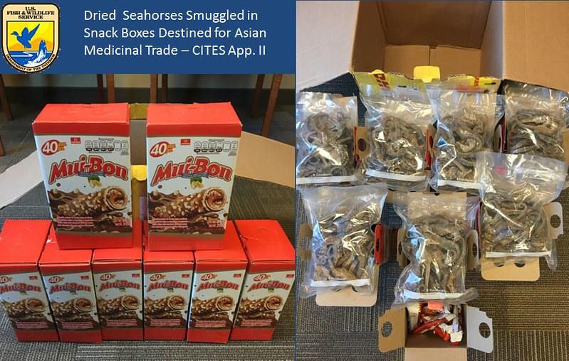 dried seahorses smuggled in boxes