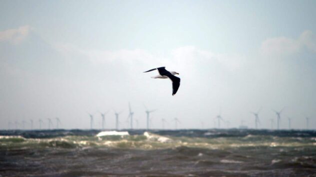 Offshore Wind Power Is Ready to Boom. Here’s What That Means for Wildlife