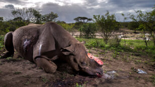 Shocking Photo of Dehorned Black Rhino Wins Top Award