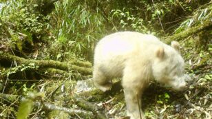 Rare White Panda Photographed for First Time Ever