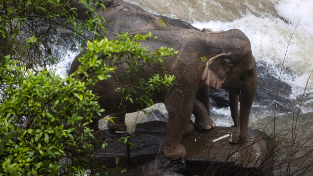 6 Elephants Die After Plunging off a Waterfall in Thailand