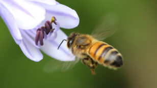 Low Doses of Pesticides Make It Harder for Bees to Find Flowers