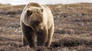 Yellowstone Grizzlies Lose Federal Protection
