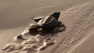 For Baby Sea Turtles, Beaches Become Safer While Ocean Hazards Mount