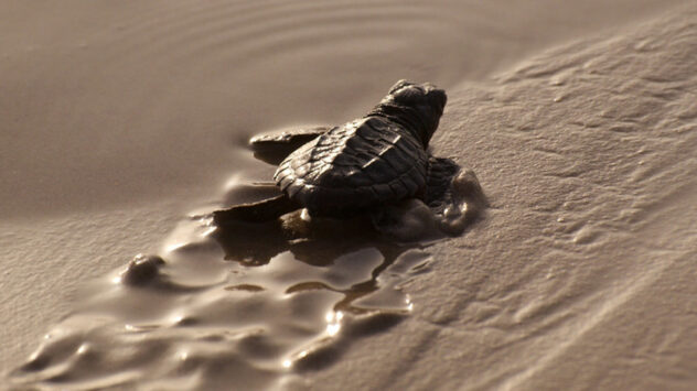 For Baby Sea Turtles, Beaches Become Safer While Ocean Hazards Mount