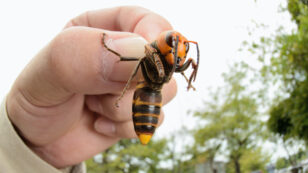 ‘Murder Hornets’ Spotted in U.S. for the First Time