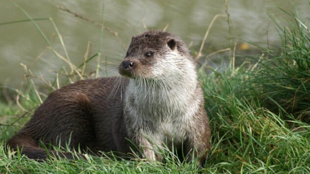 Unusual River Otter Attacks: Anchorage Authorities Issue Warning