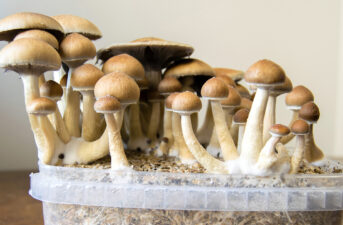 FDA Grants ‘Breakthrough Therapy’ Status to Psychoactive Psilocybin Mushrooms, Says Startup