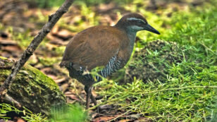 Guam Rails Are No Longer Extinct in the Wild (Something Only One Other Bird Can Claim)