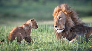 Trump Admin Grants First Lion Trophy Import Permit Since Listed as Threatened