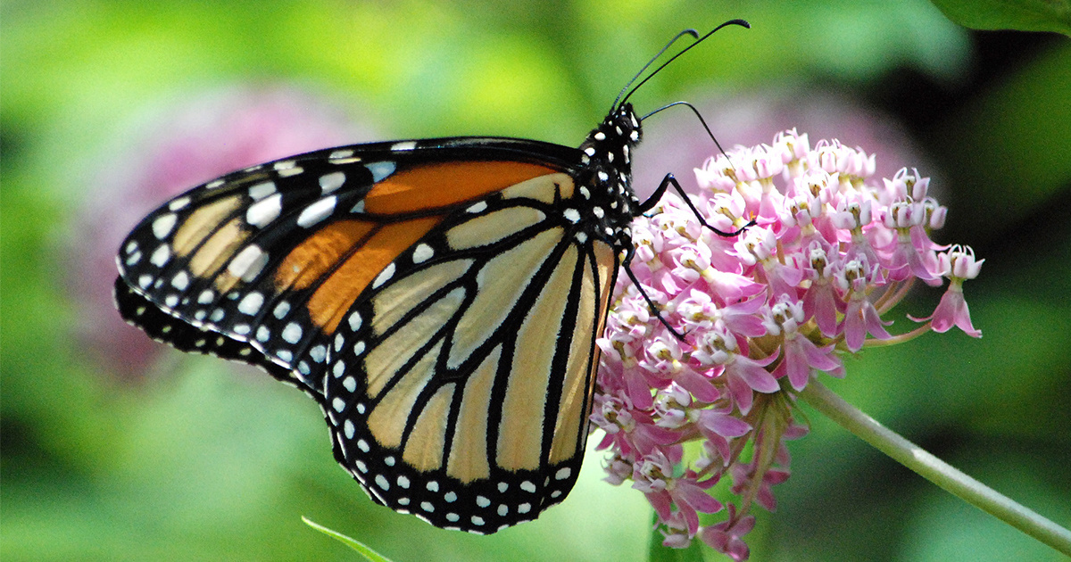 Monarch Butterfly Population Plummets in California