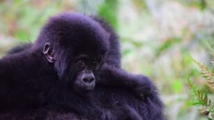Conservation and ‘Renewed Hope’: Mountain Gorilla Numbers Rebound