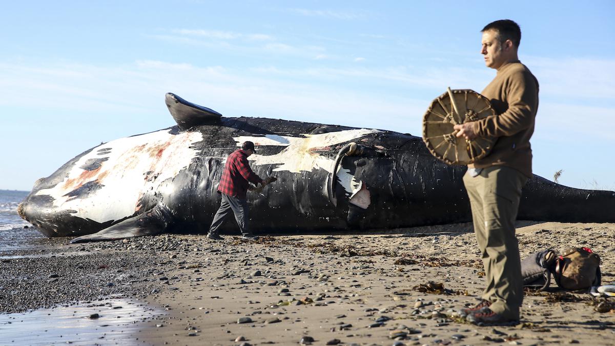 A ceremony for a dead right whale.