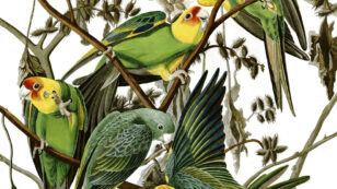 The Tragic Story of America’s Only Native Parrot, Now Extinct for 100 Years