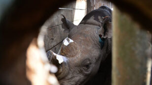 12 Black Rhinos Dead in Kenyan Sanctuary Disasters