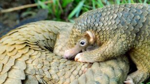 Philippine Pangolins Can Still Be Saved, Study Finds