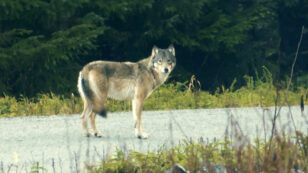 Wolves Are Losing Ground to Industrial Logging in Southeast Alaska