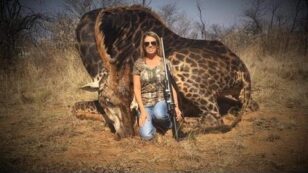 Big Game Hunter Criticized for Posing With Dead Giraffe