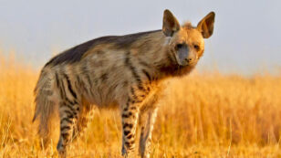 Striped Hyenas Don’t Have Magical Powers, But Their Disappearing Act Is Real
