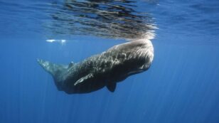 40-Ton Sperm Whales Killed by Plastic Bags in Mediterranean