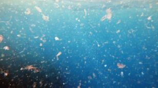 New Study: 15.5 Million Tons of Microplastics Litter Ocean Floor