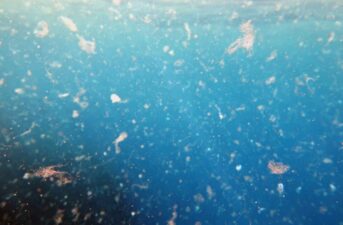 New Study: 15.5 Million Tons of Microplastics Litter Ocean Floor