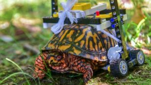 Injured Turtle at Maryland Zoo Heals in LEGO Wheelchair