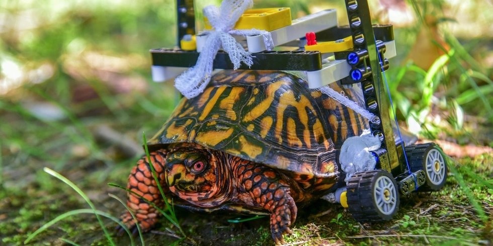Injured Turtle at Maryland Zoo Heals in LEGO Wheelchair