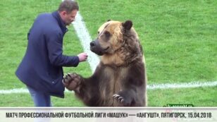 Animal Rights Groups Slam ‘Inhumane’ Bear Stunt at Russian Soccer Match