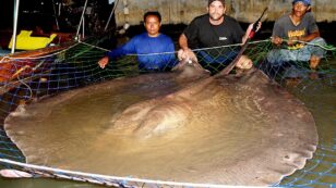 70 Giant Freshwater Stingrays Found Dead in Thailand River