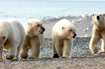 Hungry Polar Bears Trap Scientists Inside Arctic Weather Station