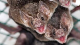 Vampire Bat Adopts Best Friend’s Baby