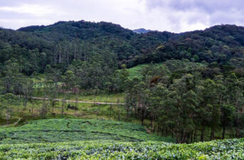 Abandoned Plantations Within Forests May Never Fully Recover