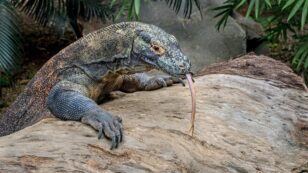 Will Climate Change Drive the Komodo Dragon to Extinction?