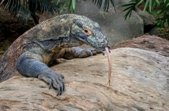 Will Climate Change Drive the Komodo Dragon to Extinction?