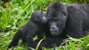 Gorilla Populations Are Increasing in Protected Areas, But New Challenges Emerge