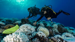 Ocean Acidification Causing Coral Reefs to Be Less Resilient to Climate Change