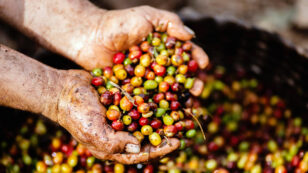 Is Coffee Really Going Extinct?