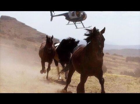 Group Sues to Stop Roundup of 10,000 Wild Horses