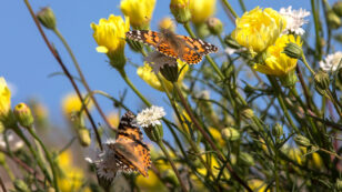 ‘Absolutely Magical’: Southern California Sees Largest Painted Lady Migration Since 2005