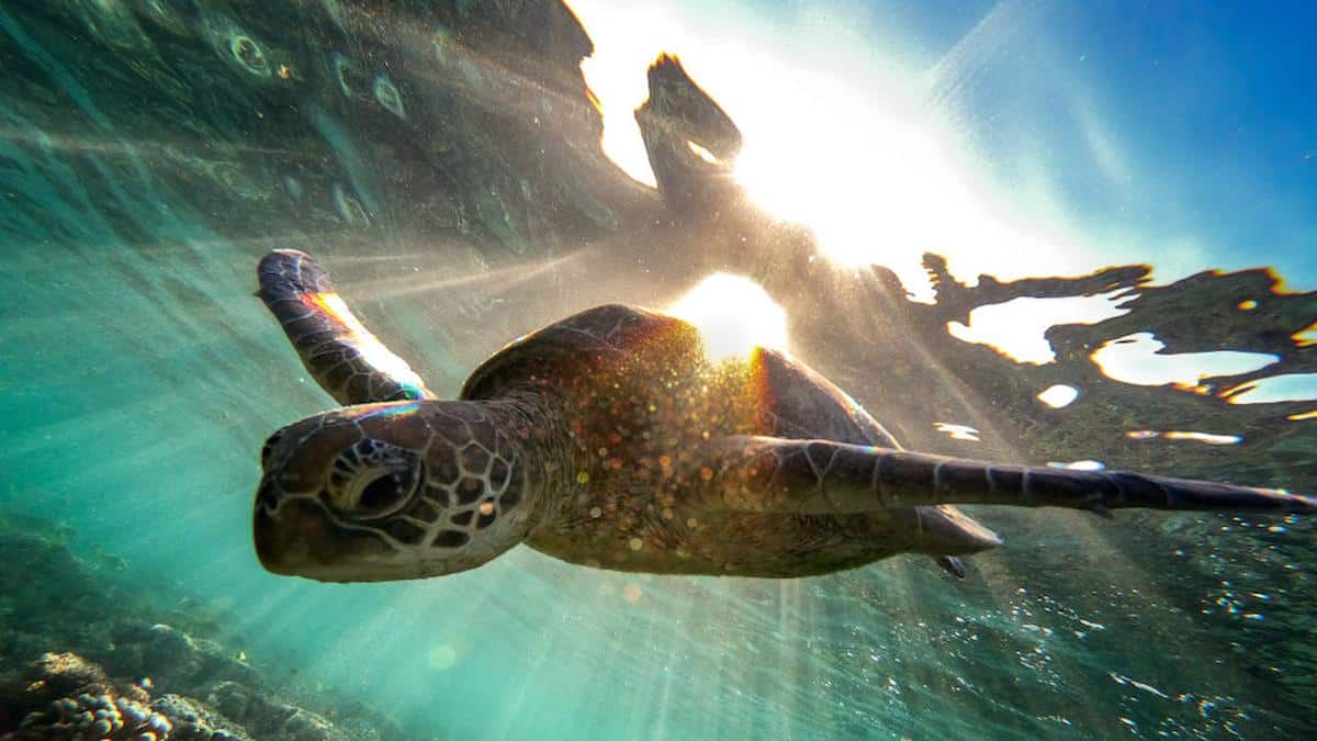 A green sea turtle swims at the Great Barrier Reef, Australia.