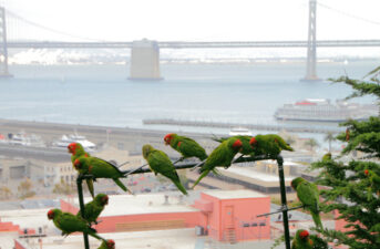 Rat Poison Linked to Several Deaths of San Francisco’s Iconic Parrots