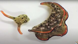 These Sea Slugs Can Remove Their Own Heads and Regrow Their Bodies