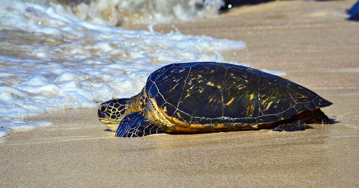 100% of Sea Turtles in Global Study Found With Plastics in Their Bellies - EcoWatch