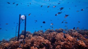 Loudspeakers Can Help Bring Degraded Reefs Back to Life, Study Shows