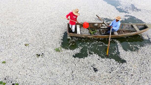 Millions of Dead Fish Washing Up on Vietnam’s Shores