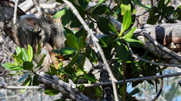 Iguanas Are ‘Freezing’ and Falling From Trees in Florida (They’re Not Necessarily Dead)